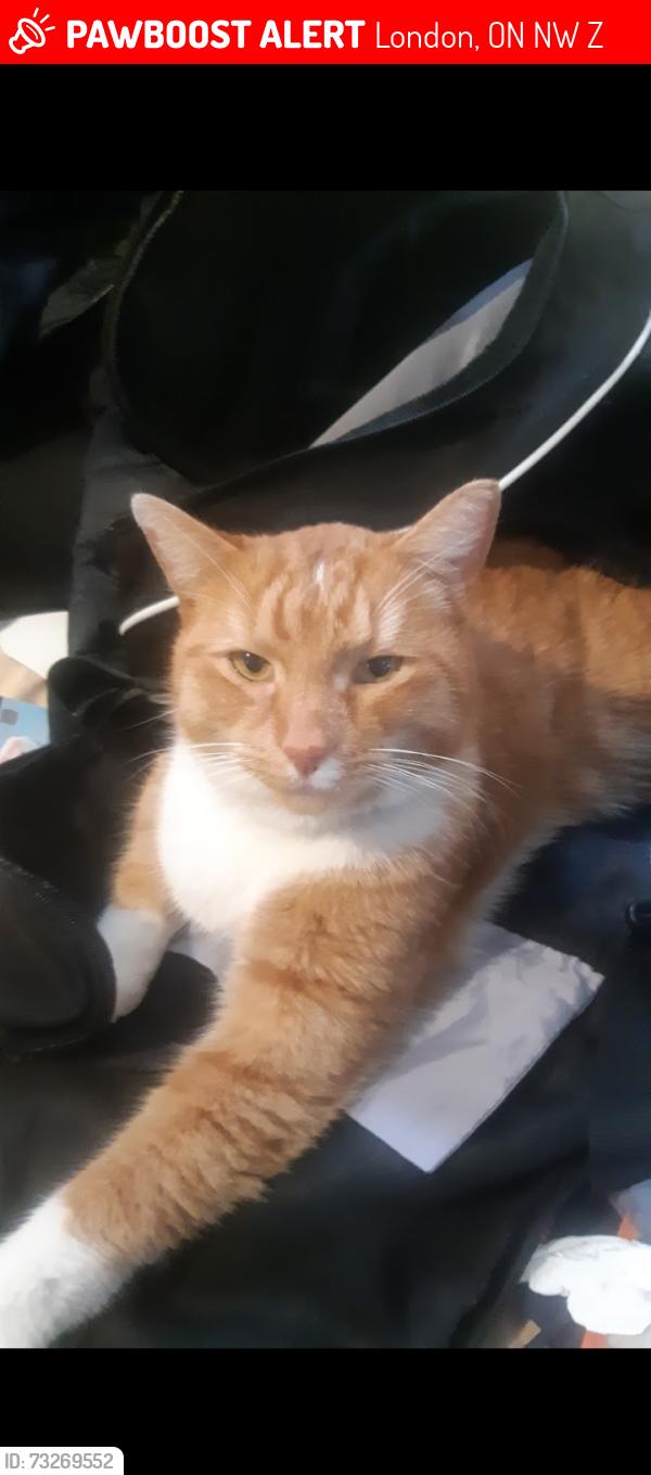 Lost Male Cat last seen Dundas and hewitt, London, ON N5W 2Z7