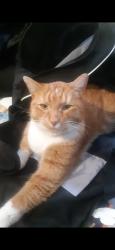 Lost Male Cat last seen Dundas and hewitt, London, ON N5W 2Z7