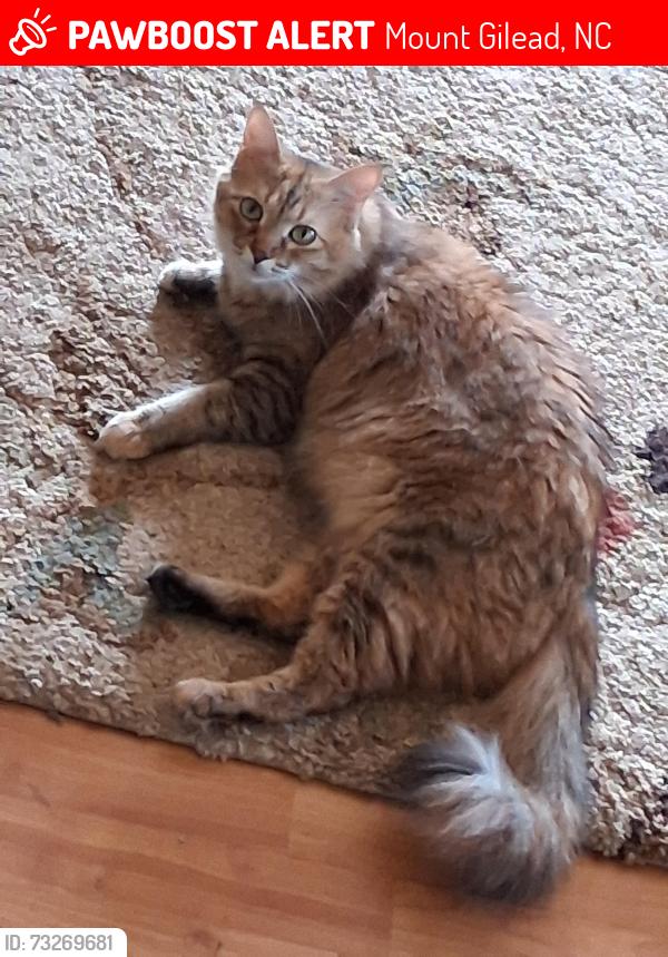 Lost Female Cat last seen Mt zion church rd, Mount Gilead, NC 27306