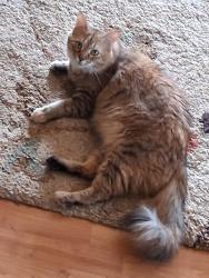Lost Female Cat last seen Mt zion church rd, Mount Gilead, NC 27306