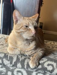 Reunited Male Cat last seen Eighth and Benson. Upland California, Upland, CA 91786