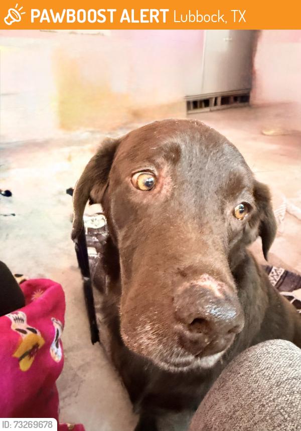 Found/Stray Male Dog last seen Slide, Lubbock, TX 79416