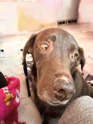 Found/Stray Male Dog last seen Slide, Lubbock, TX 79416