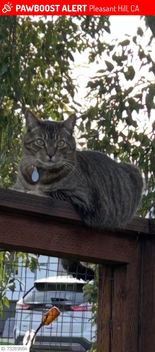 Lost Male Cat last seen Pleasant hill road Barnett circle, Pleasant Hill, CA 94523