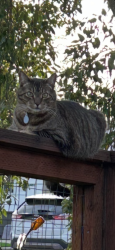 Lost Male Cat last seen Pleasant hill road Barnett circle, Pleasant Hill, CA 94523