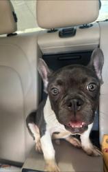Reunited Male Dog last seen Marion oaks lane, Ocala, FL 34473