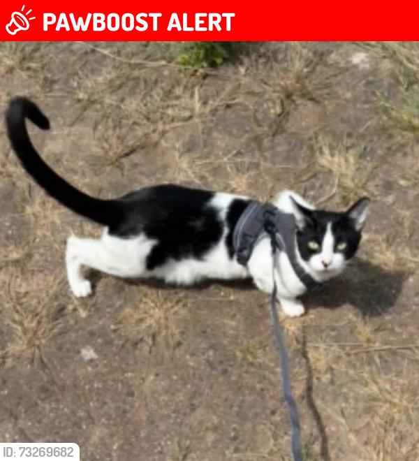Lost Male Cat last seen Dilkes park, Thurrock, England RM15 5HG