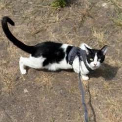 Lost Male Cat last seen Dilkes park, Thurrock, England RM15 5HG