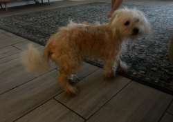 Reunited Female Dog last seen fox springs drive near prairie creek dr, Bear Creek Village, TX 77084
