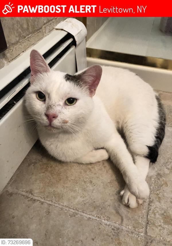 Lost Male Cat last seen Marksman Lane, Levittown, NY 11756