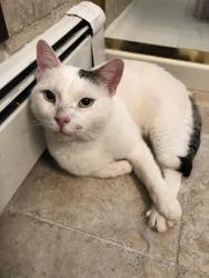 Lost Male Cat last seen Marksman Lane, Levittown, NY 11756