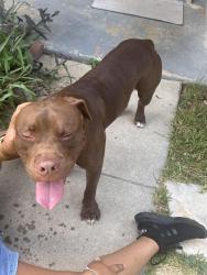 Found/Stray Male Dog last seen Stapleton st and Welch st, San Antonio, TX 78227