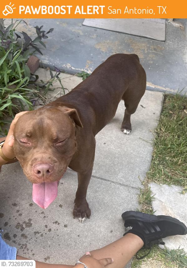 Found/Stray Male Dog last seen Stapleton st and Welch st, San Antonio, TX 78227