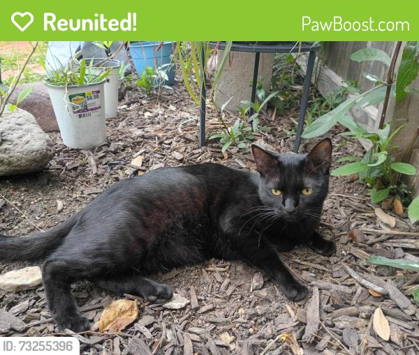 Reunited Male Cat last seen Hervey Ln., League City, TX 77573