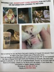 Lost Male Cat last seen Kennedy & Booth, Dartmouth, NS B2X 1N6