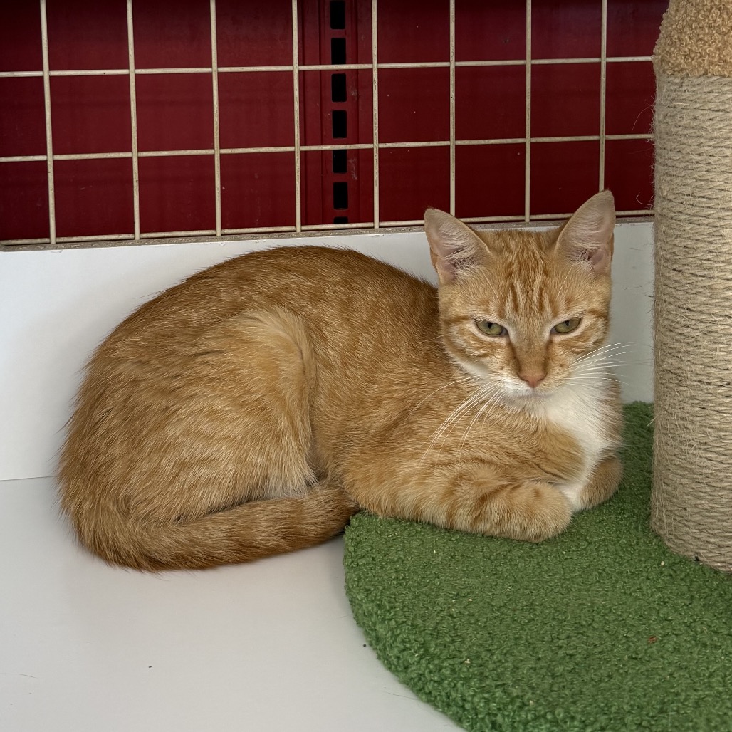 Shelter Stray Female Cat last seen , Animal Care & Control Team of Philly, 111 W Hunting Park Ave, Philadelphia, PA 19140, USA