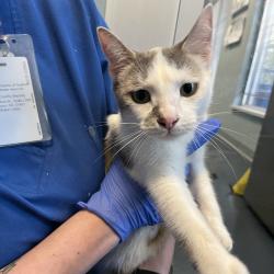 Shelter Stray Female Cat last seen , 980 Guilford College Rd, Greensboro, NC 27409, USA