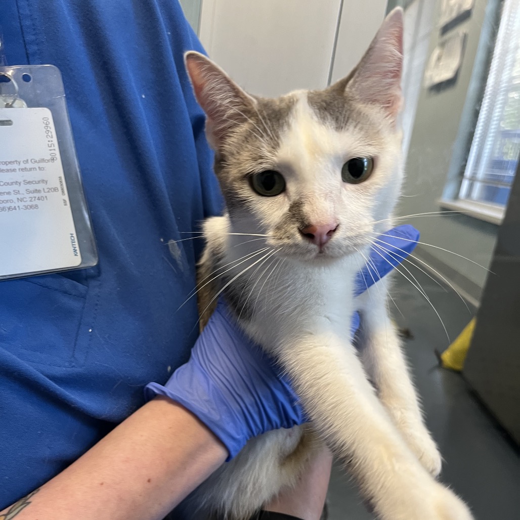 Shelter Stray Female Cat last seen , 980 Guilford College Rd, Greensboro, NC 27409, USA