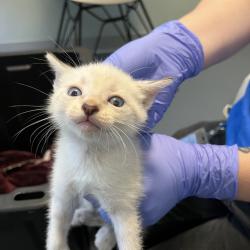 Shelter Stray Unknown Cat last seen , 980 Guilford College Rd, Greensboro, NC 27409, USA