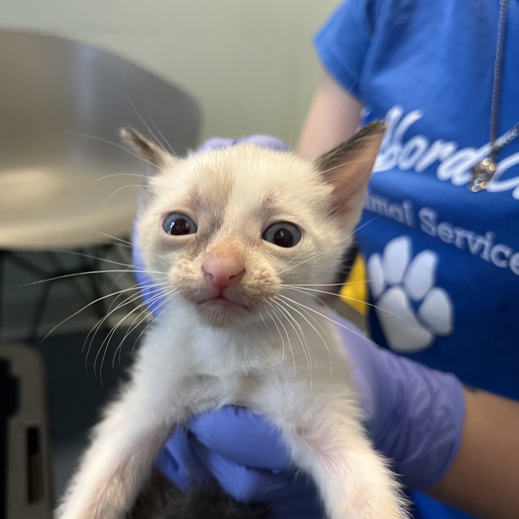 Shelter Stray Unknown Cat last seen , 980 Guilford College Rd, Greensboro, NC 27409, USA