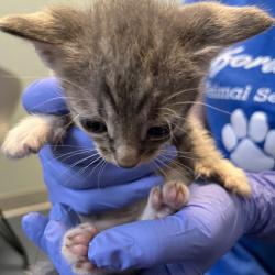 Shelter Stray Unknown Cat last seen , 980 Guilford College Rd, Greensboro, NC 27409, USA