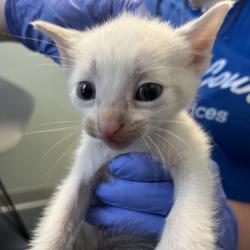Shelter Stray Unknown Cat last seen , 980 Guilford College Rd, Greensboro, NC 27409, USA