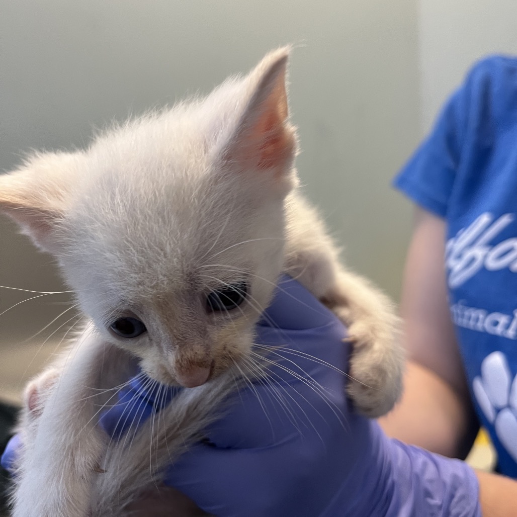 Shelter Stray Unknown Cat last seen , 980 Guilford College Rd, Greensboro, NC 27409, USA