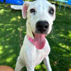 Shelter Stray Female Dog last seen , 8020 Washington St, Port Richey, FL 34668, USA