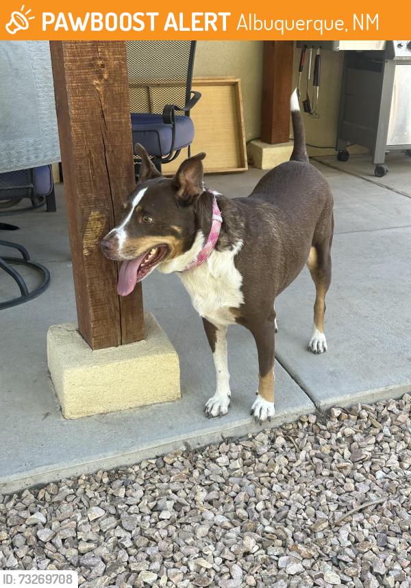 Found/Stray Female Dog last seen Rio Segura and Kayenta, Albuquerque, NM 87114