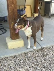 Found/Stray Female Dog last seen Rio Segura and Kayenta, Albuquerque, NM 87114