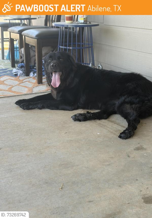 Found/Stray Female Dog last seen Carriage Hills Parkway, Abilene, TX 79602
