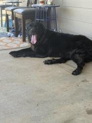 Found/Stray Female Dog last seen Carriage Hills Parkway, Abilene, TX 79602