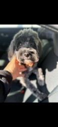 Lost Male Dog last seen Kinston-Lenoir County Visitors Center:, Kinston, NC 28501
