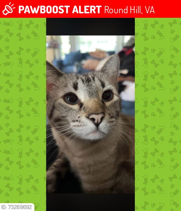 Lost Male Cat last seen Honeybee Ave Round hill VA, Round Hill, VA 20141