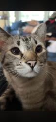 Lost Male Cat last seen Honeybee Ave Round hill VA, Round Hill, VA 20141