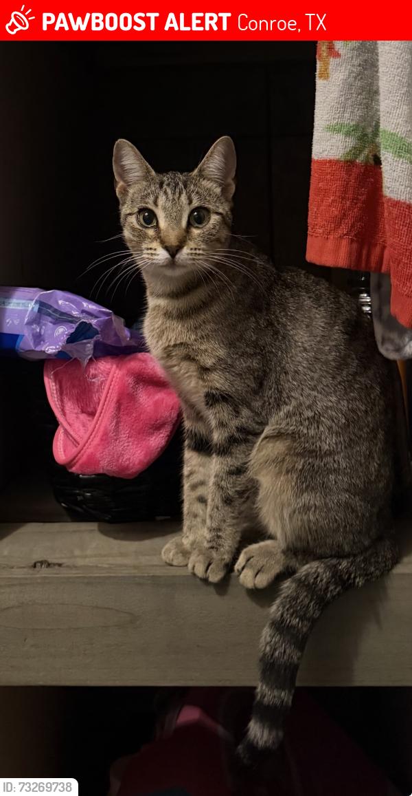 Lost Female Cat last seen Near, Conroe, TX 77303