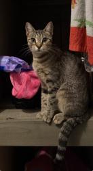 Lost Female Cat last seen Near, Conroe, TX 77303