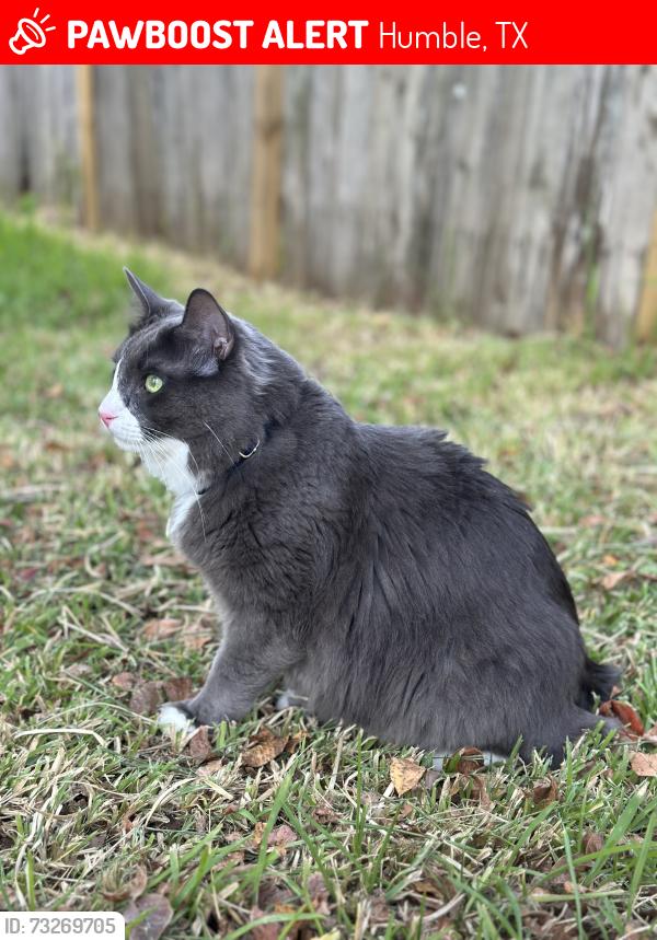 Lost Male Cat last seen Will clayton pkwy, Humble, TX 77338
