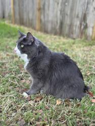 Lost Male Cat last seen Will clayton pkwy, Humble, TX 77338