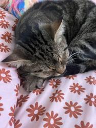Lost Male Cat last seen Everett, Spokane, WA 99205