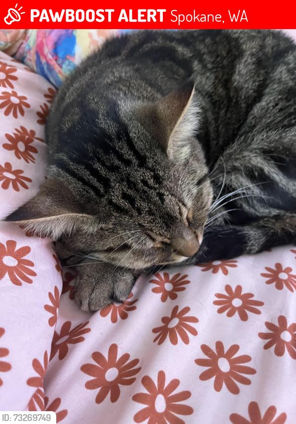Lost Male Cat last seen Everett, Spokane, WA 99205