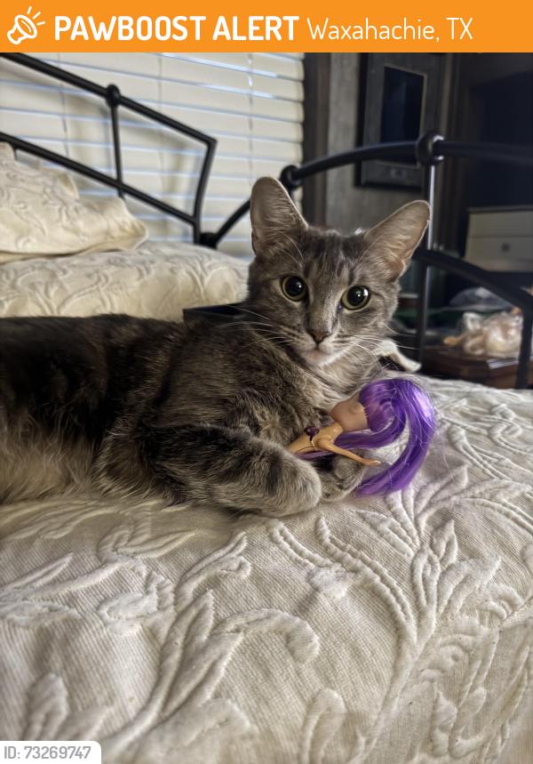 Found/Stray Female Cat last seen Vista hill trailer park off i35, about 2 miles away from Scarborough Fair/Screams, Waxahachie, TX 75165