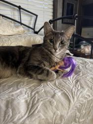 Found/Stray Female Cat last seen Vista hill trailer park off i35, about 2 miles away from Scarborough Fair/Screams, Waxahachie, TX 75165