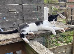 Lost Female Cat last seen Near block cedar, Philadelphia, PA 19143