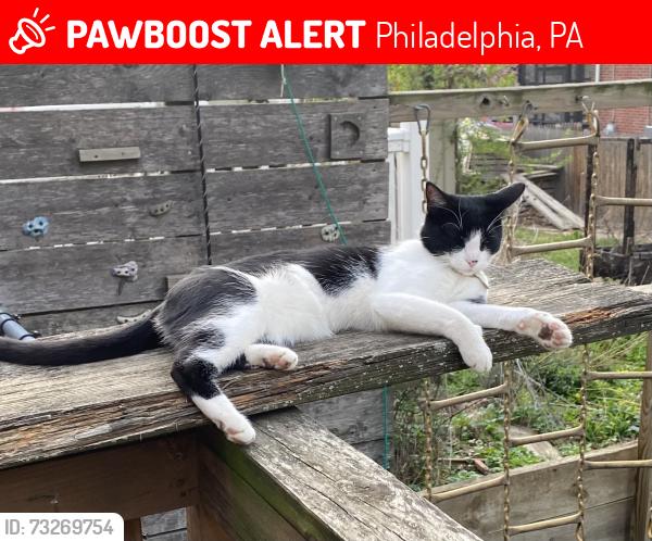 Lost Female Cat last seen Near block cedar, Philadelphia, PA 19143