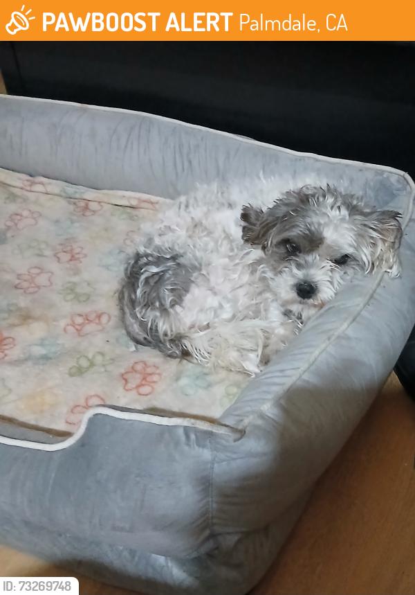 Found/Stray Unknown Dog last seen vallarta supermarket, Palmdale, CA 93550