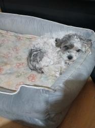 Found/Stray Unknown Dog last seen vallarta supermarket, Palmdale, CA 93550