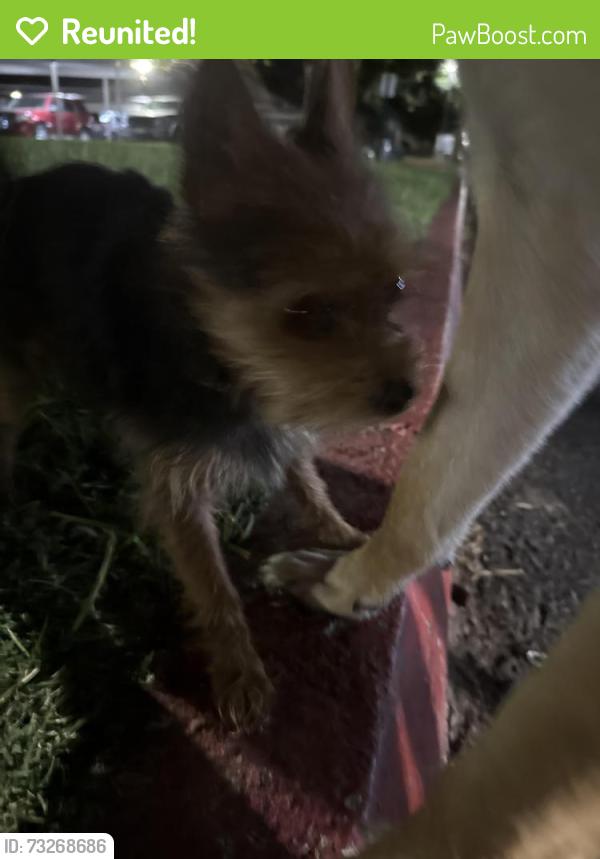 Reunited Male Dog last seen First st elementary school, Lincoln, CA 95648