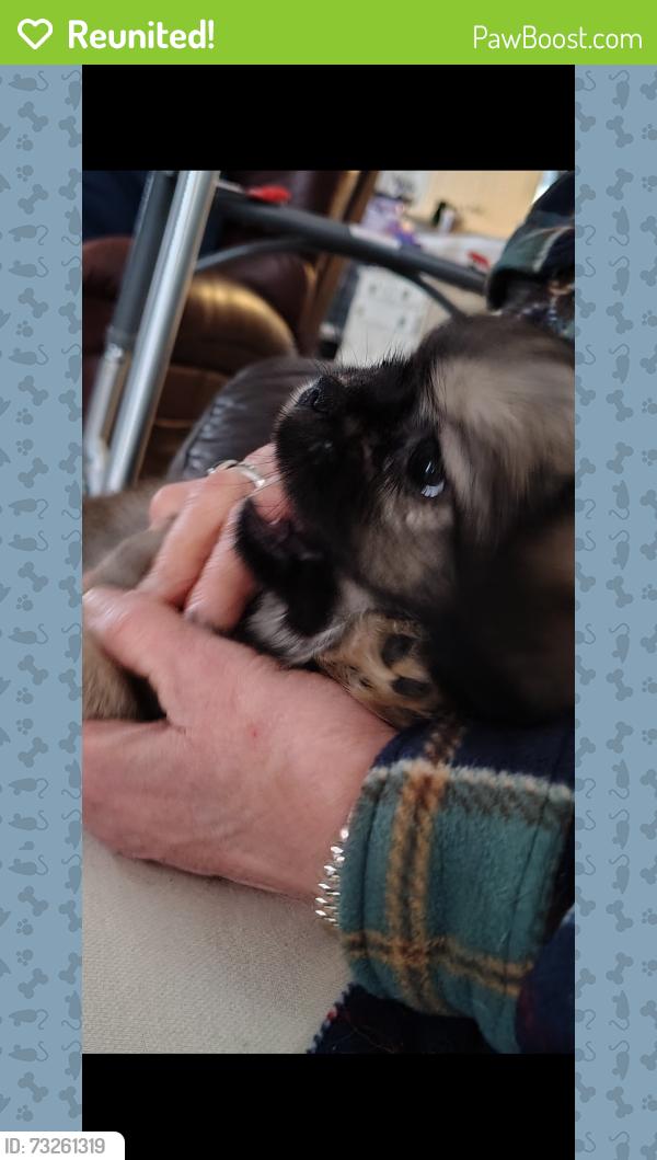 Reunited Male Dog last seen M99 and Vermontville Hwy, Eaton County, MI 48876