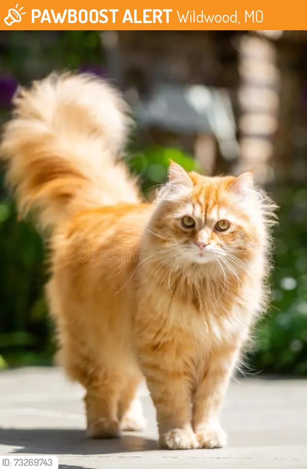 Found/Stray Unknown Cat last seen Valley Oaks ests subdivision at the corner of Valley Oaks est Dr and Valley Rd in Wildwood, MO., Wildwood, MO 63005